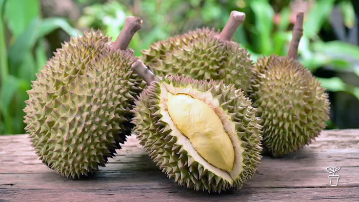 BUAH DURIAN
