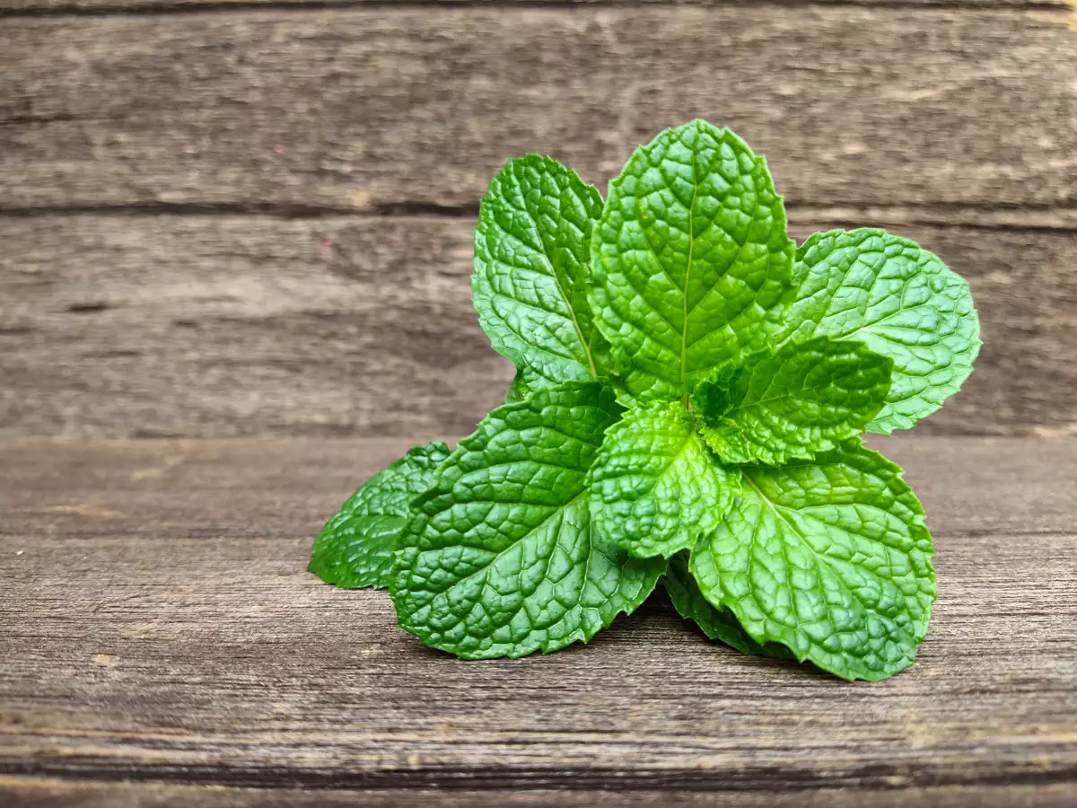 Menghalau Tikus dari Rumah