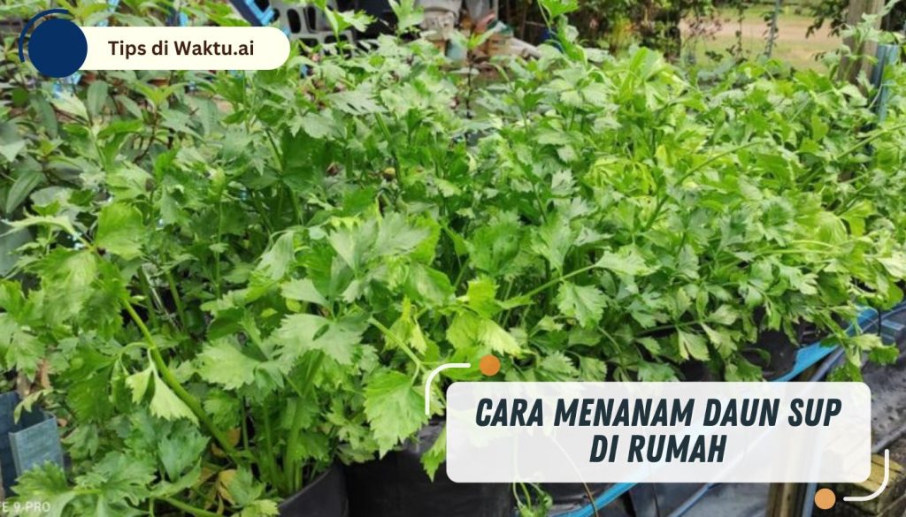 cara menanam Daun Sup